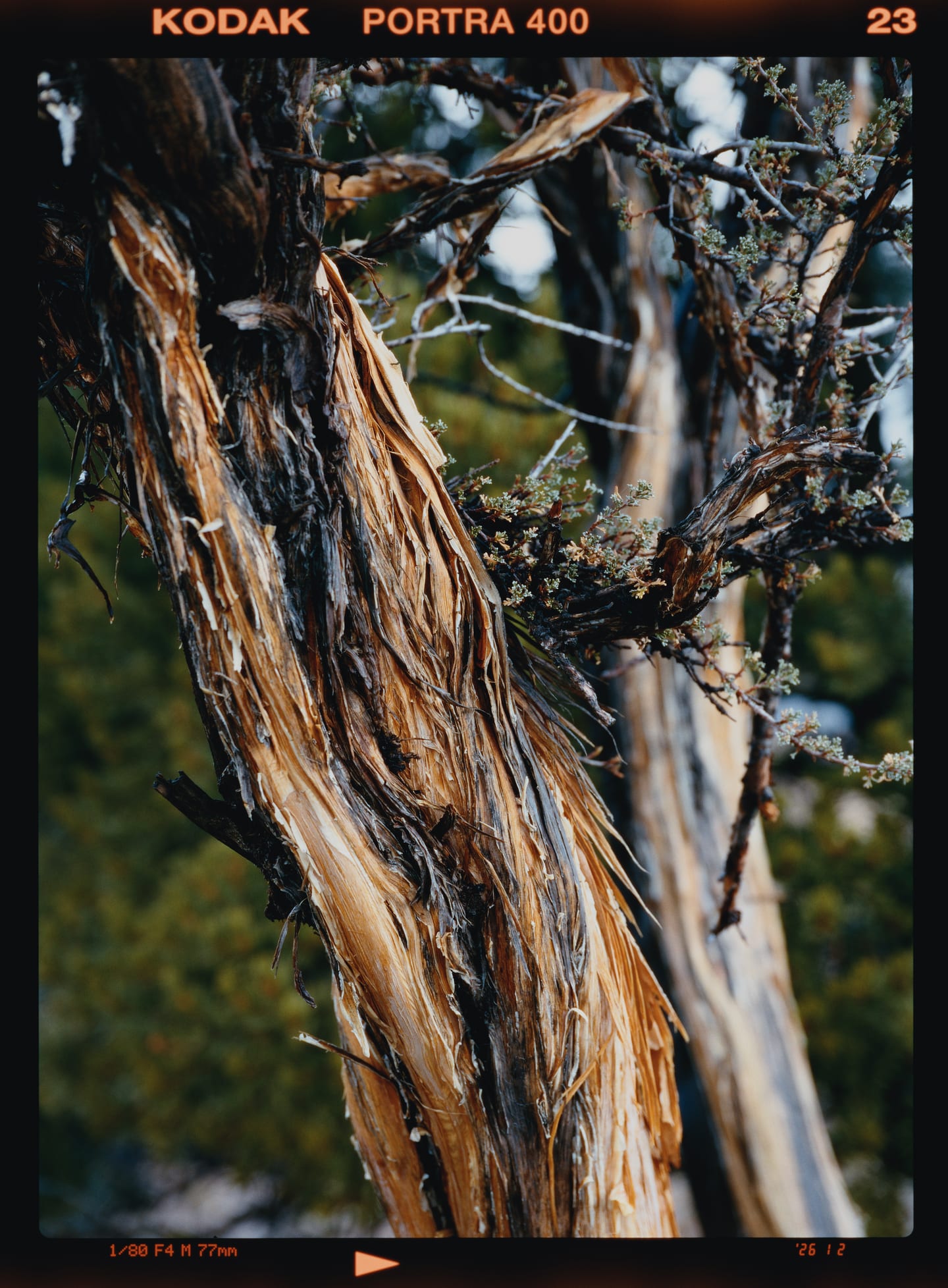 Peeling juniper bark, Kodak Portra 400 on 645 with the frame number in the margin.